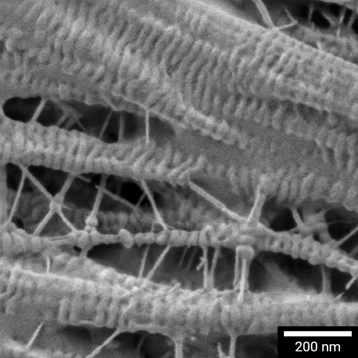 电池隔膜孔隙率的高分辨率 SEM 分析